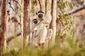 Wildlife Madagascar, Verreauxs Sifaka, Propithecus verreauxi, monkey with young babe cub in Kirindy Forest, Madagascar. Lemur in