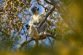 Wildlife Madagascar, Verreauxs Sifaka, Propithecus verreauxi, monkey with young babe cub in Kirindy Forest, Madagascar. Lemur in Royalty Free Stock Photo