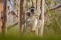 Wildlife Madagascar, Verreauxs Sifaka, Propithecus verreauxi, monkey with young babe cub in Kirindy Forest, Madagascar. Lemur in Royalty Free Stock Photo