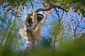 Wildlife Madagascar, Verreauxs Sifaka, Propithecus verreauxi, monkey with young babe cub in Kirindy Forest, Madagascar. Lemur in Royalty Free Stock Photo