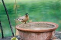 Brahminy Starling Bird. Indian City Bird Royalty Free Stock Photo