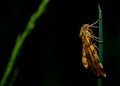 Wildlife photo of a speckled yellow - Pseudopanthera macularia Royalty Free Stock Photo