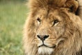 Wildlife, A Male African Lion sitting alone