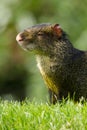 Wildlife, A male Azara's Agouti in a field. Royalty Free Stock Photo