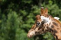 Wildlife, A male Giraffe in a field.