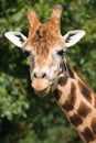 Wildlife, A male Giraffe in a field.