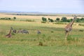 Wildlife in Masai Mara