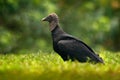 Wildlife Mexico. Ugly black bird Black Vulture, Coragyps atratus, sitting in the green vegetation, bird with open wing. Vulture in