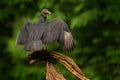 Wildlife from Mexico. Ugly black bird Black Vulture, Coragyps atratus, sitting in the green vegetation. Vulture in forest habitat Royalty Free Stock Photo