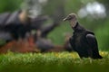 Wildlife from Mexico. Ugly black birds, Black Vulture, Coragyps atratus, sitting in the green vegetation, birds with open wing. Royalty Free Stock Photo