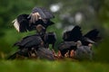 Wildlife from Mexico. Ugly black birds, Black Vulture, Coragyps atratus, sitting in the green vegetation, birds with open wing. Royalty Free Stock Photo