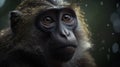 Wildlife, Monkey Sitting On A Branch of A Tree, Close Up Portrait of A Common Monkey, Macaque Monkey