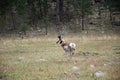 Wildlife in the Mountain Landscape in the Black Hills, South Dakota Royalty Free Stock Photo