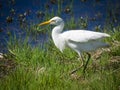Juvenile Cattle egret fishing Royalty Free Stock Photo