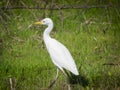 Little Juvenile Cattle egret Royalty Free Stock Photo