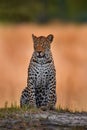 Wildlife nature. Africa wildlife. Leopard sunset, Panthera pardus shortidgei, nature habitat, big wild cat in nature habitat,