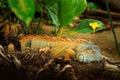 Wildlife nature,  big lizard. Portrait of orange iguana in the dark green forest, Costa Rica. Wildlife scene from nature. Close-up Royalty Free Stock Photo