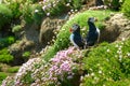Wildlife nature bird puffin rock Ireland Saltee
