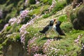 Wildlife nature bird puffin rock Ireland Saltee