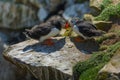 Wildlife nature bird puffin rock Ireland Saltee