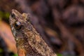 Wildlife nature image of frog at Sabah, Borneo Island
