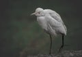 White egret juvenile. This bird generally habitant near water bodies