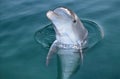 Wildlife Nature Scene: Bottlenose Dolphin Peeking Above Water Royalty Free Stock Photo