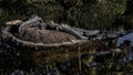 Florida Alligators Gathering on a River Islet