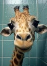 Wildlife neck mammal head african animals nature wild giraffe portrait