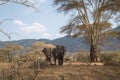 Wildlife in the Ngorongoro crater in Tanzania Royalty Free Stock Photo