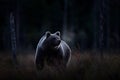 Wildlife in night. Brown bear walking in dark night forest. Dangerous animal in nature taiga and meadow habitat