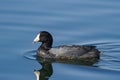 Wildlife of North America. American Coot swimming in a calm blue lake Royalty Free Stock Photo