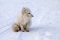 Wildlife, northern white fox in natural habitat, Arctic fox in the snow