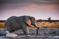 Wildlife in Nxai Pan National Park Royalty Free Stock Photo