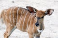 Wildlife Nyala antelope Nyala angasi Royalty Free Stock Photo