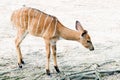 Wildlife Nyala antelope Nyala angasi in the zoo Royalty Free Stock Photo