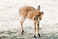 Wildlife Nyala antelope Nyala angasi Royalty Free Stock Photo