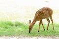 Wildlife Nyala antelope Nyala angasi in the zoo Royalty Free Stock Photo