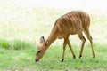 Wildlife Nyala antelope Nyala angasi in the zoo Royalty Free Stock Photo