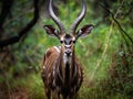 Wildlife Nyala Bucks Alert