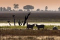 Wildlife - Okavango Delta - Botswana Royalty Free Stock Photo