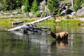 Wildlife in one of the many scenic landscapes of Yellowstone Nat