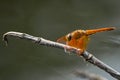 Wildlife Orange Dragonfly