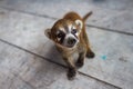 Wildlife: An orphaned and captured Coati is kept as a pet in a Village in Guatemala Royalty Free Stock Photo