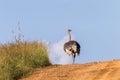 Wildlife Ostrich Dirt Road