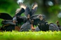 Wildlife Panama. Ugly black bird Black Vulture, Coragyps atratus, sitting in the green vegetation, bird with open wing. Vulture in Royalty Free Stock Photo