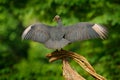 Wildlife Panama. Ugly black bird Black Vulture, Coragyps atratus, sitting in the green vegetation, bird with open wing. Vulture in Royalty Free Stock Photo