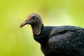 Wildlife Panama. Ugly black bird Black Vulture, Coragyps atratus, sitting in the green vegetation, bird with open wing. Vulture in Royalty Free Stock Photo