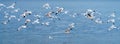 Wildlife panorama, background banner of Larus Charadriiformes or White Seagull on a sea, migration season, Population flying birds