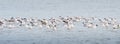 Wildlife panorama, background banner of Larus Charadriiformes or White Seagull on a sea, migration season, Population group float